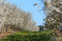 Stettener Apfelblüten  Am 12. April 2025 entdeckte ich im heimischen Stetten am Heuchelberg bei einem schönen Spaziergang unzählige Apfelblüten, die direkt umgesetzt wurden, bevor die Sonne nach tagelangem Sonnenschein in einer Wolkenfront verschwand.